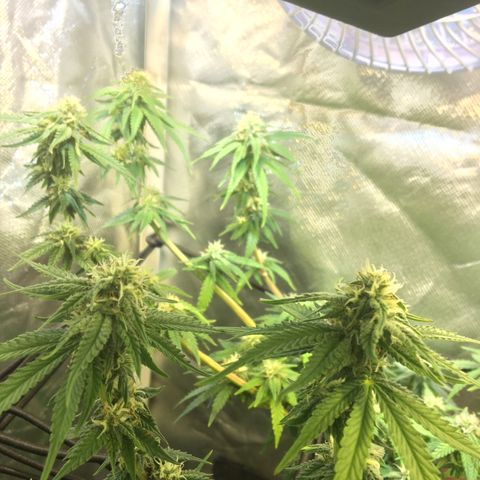 Gorilla Glue #4 growlog timeline photo