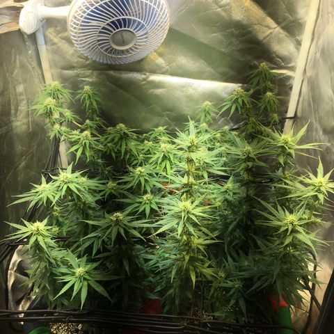 Gorilla Glue #4 growlog timeline photo