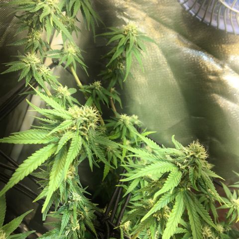 Gorilla Glue #4 growlog timeline photo