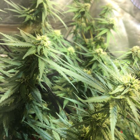 Gorilla Glue #4 growlog timeline photo