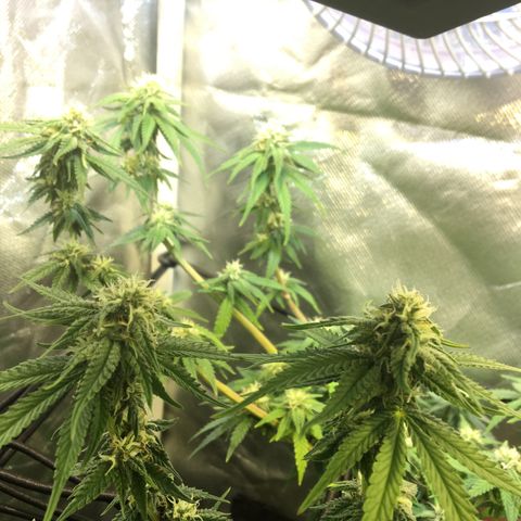 Gorilla Glue #4 growlog timeline photo