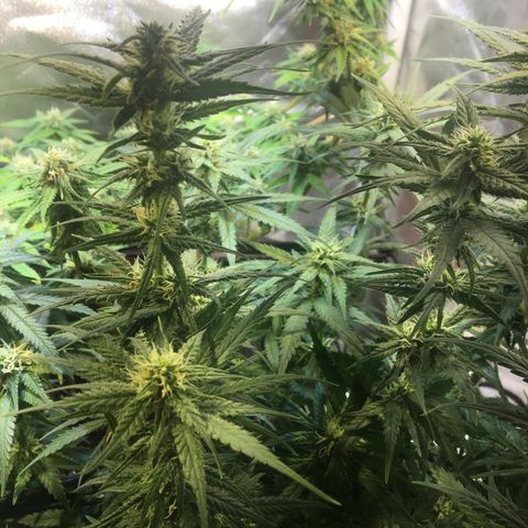 Gorilla Glue #4 growlog timeline photo
