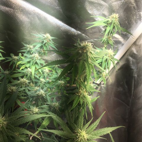 Gorilla Glue #4 growlog timeline photo