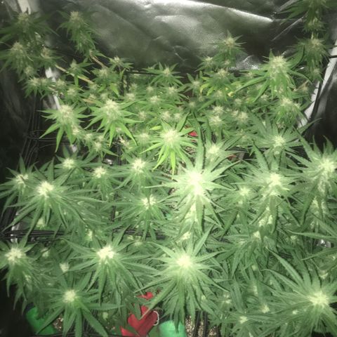 Gorilla Glue #4 growlog timeline photo