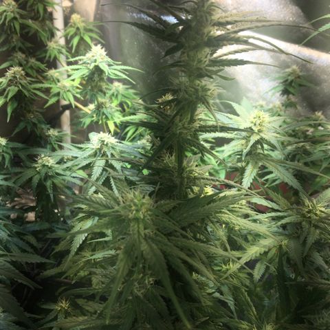 Gorilla Glue #4 growlog timeline photo