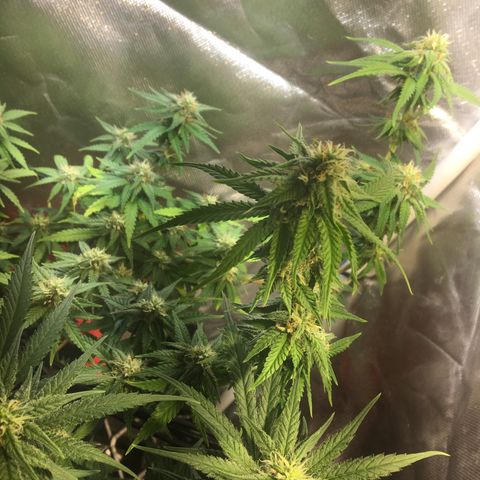 Gorilla Glue #4 growlog timeline photo