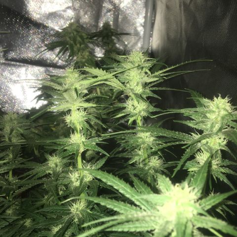 Gorilla Glue #4 growlog timeline photo