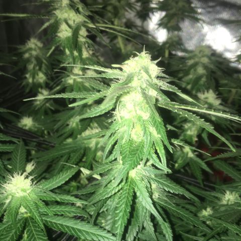 Gorilla Glue #4 growlog timeline photo