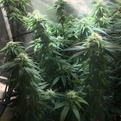 Gorilla Glue #4 growlog timeline photo