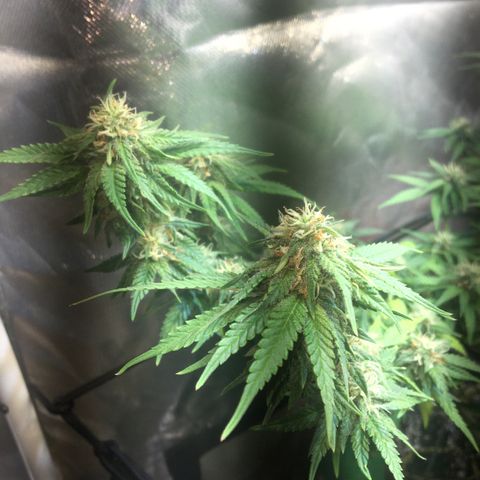 Gorilla Glue #4 growlog timeline photo