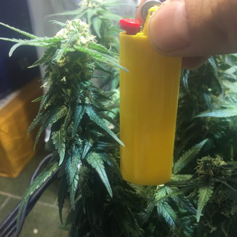 Gorilla Glue #4 growlog timeline photo