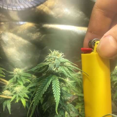 Gorilla Glue #4 growlog timeline photo