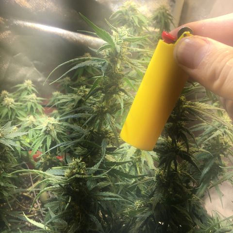 Gorilla Glue #4 growlog timeline photo