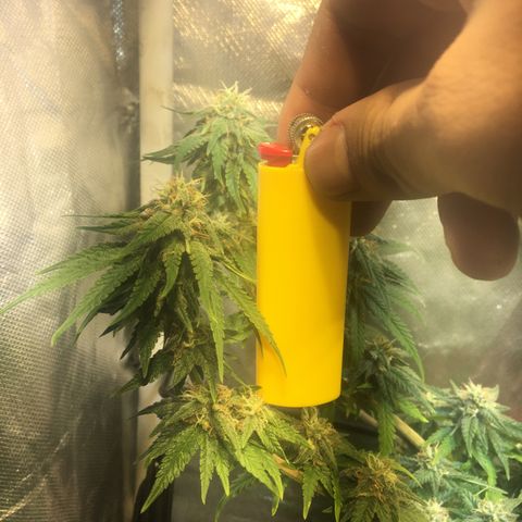 Gorilla Glue #4 growlog timeline photo