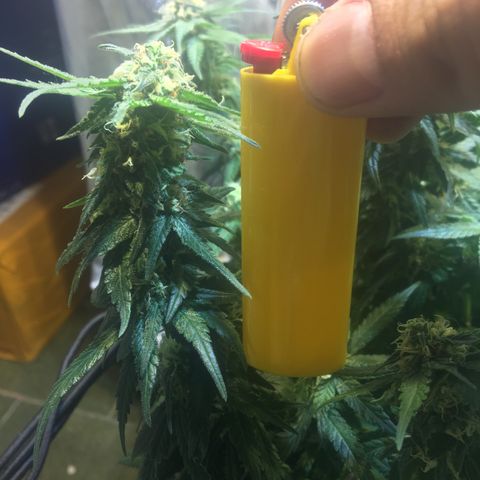 Gorilla Glue #4 growlog timeline photo