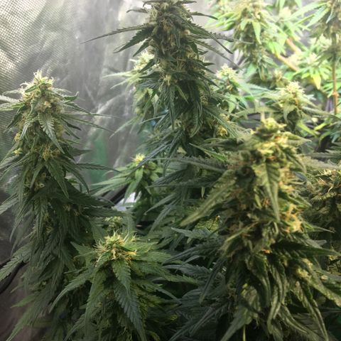 Gorilla Glue #4 growlog timeline photo