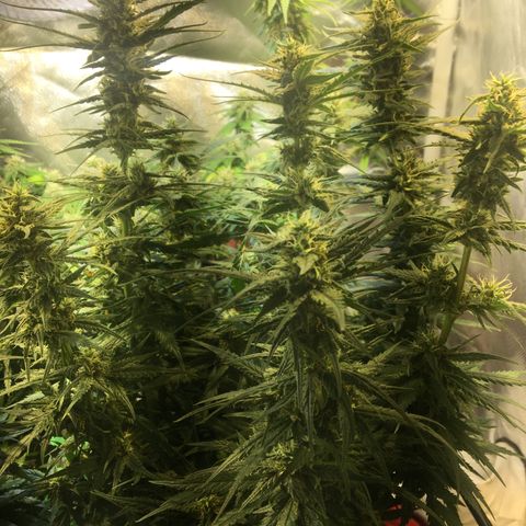 Gorilla Glue #4 growlog timeline photo