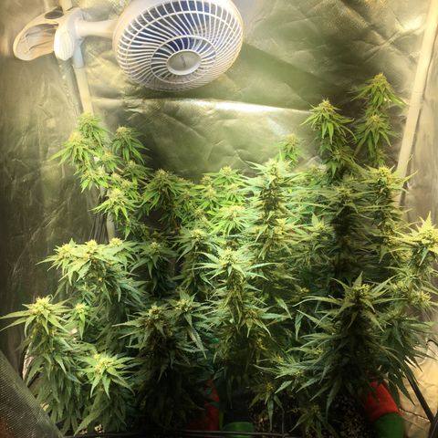 Gorilla Glue #4 growlog timeline photo