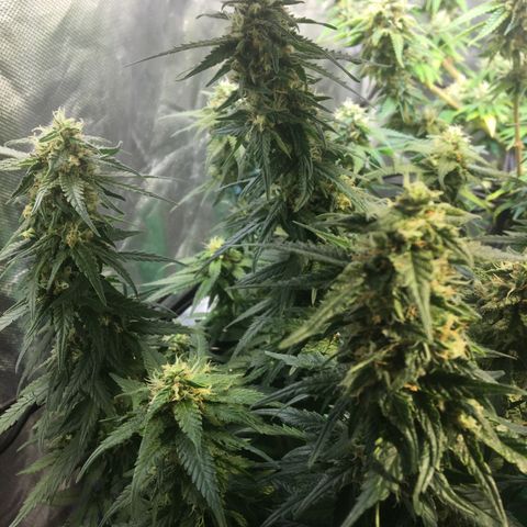 Gorilla Glue #4 growlog timeline photo