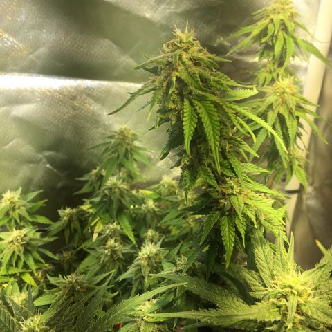 Gorilla Glue #4 growlog timeline photo