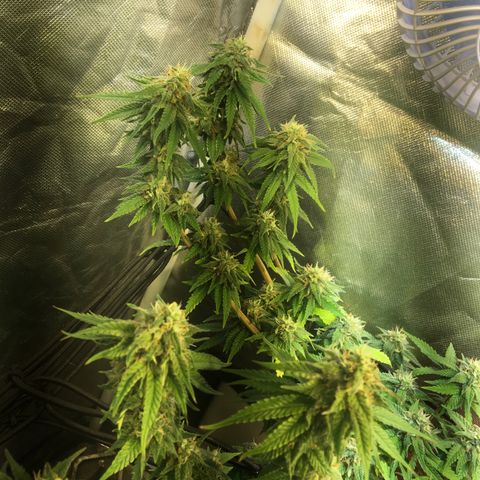 Gorilla Glue #4 growlog timeline photo