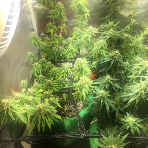 Gorilla Glue #4 growlog timeline photo