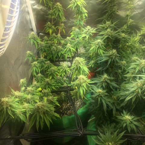 Gorilla Glue #4 growlog timeline photo