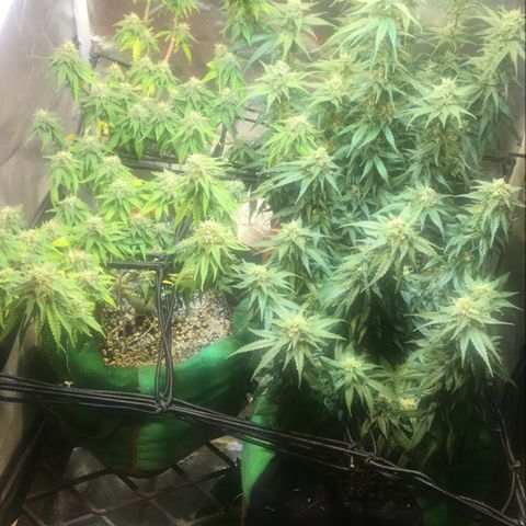 Gorilla Glue #4 growlog timeline photo