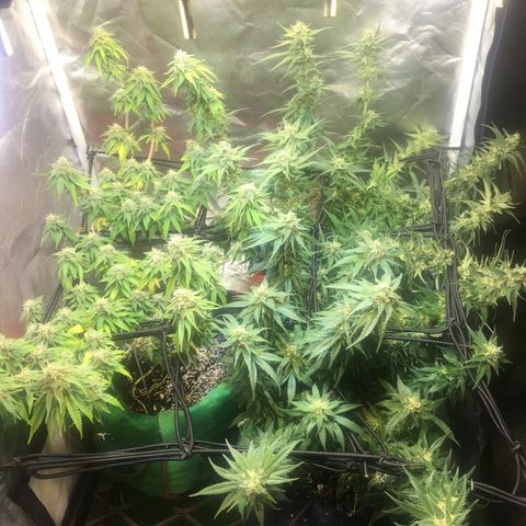 Gorilla Glue #4 growlog timeline photo