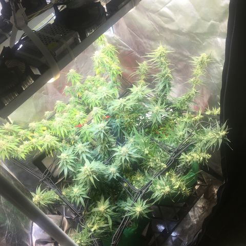 Gorilla Glue #4 growlog timeline photo