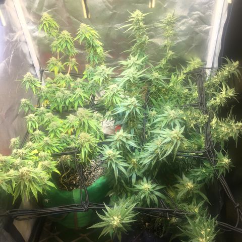 Gorilla Glue #4 growlog timeline photo