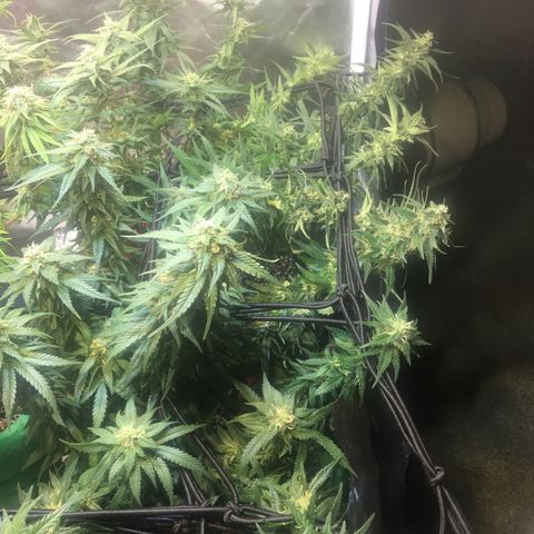 Gorilla Glue #4 growlog timeline photo