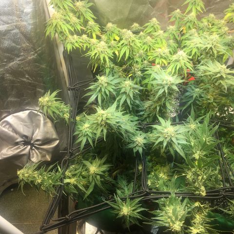 Gorilla Glue #4 growlog timeline photo