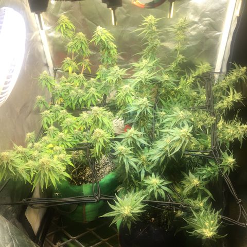 Gorilla Glue #4 growlog timeline photo