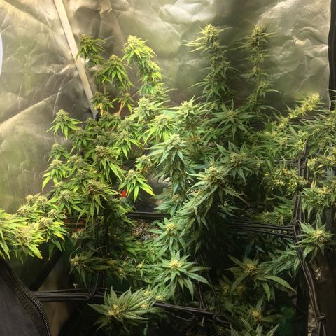 Gorilla Glue #4 growlog timeline photo