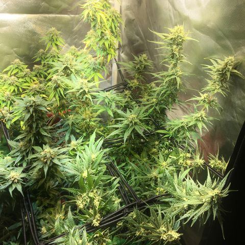 Gorilla Glue #4 growlog timeline photo