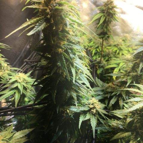 Gorilla Glue #4 growlog timeline photo