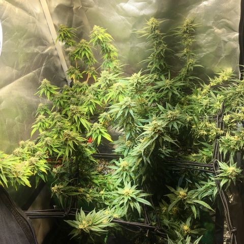 Gorilla Glue #4 growlog timeline photo