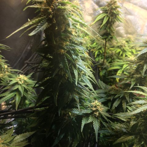 Gorilla Glue #4 growlog timeline photo
