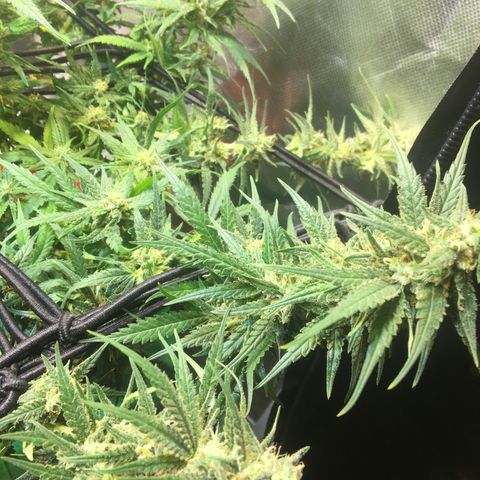 Gorilla Glue #4 growlog timeline photo