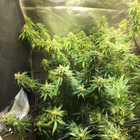 Gorilla Glue #4 growlog timeline photo