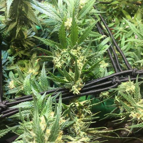 Gorilla Glue #4 growlog timeline photo