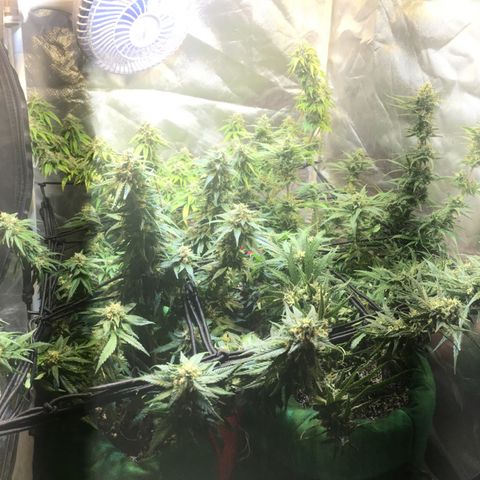 Gorilla Glue #4 growlog timeline photo