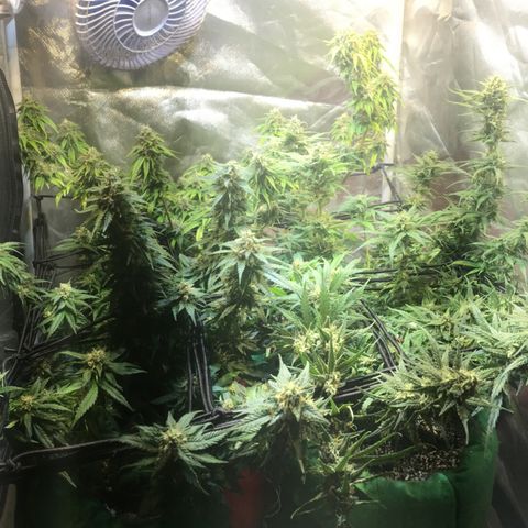 Gorilla Glue #4 growlog timeline photo
