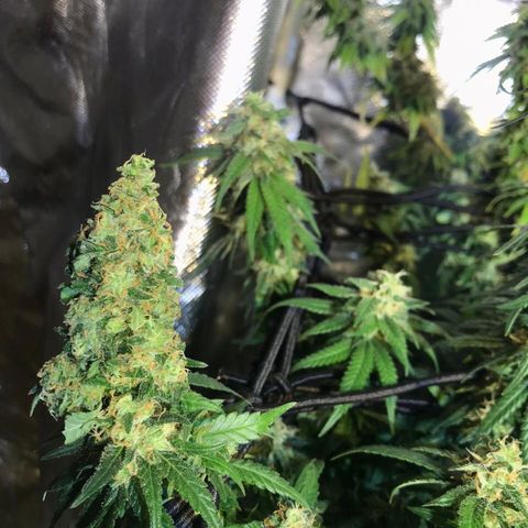Gorilla Glue #4 growlog timeline photo