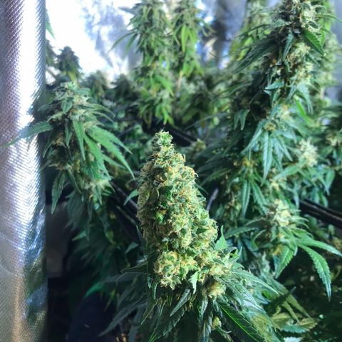 Gorilla Glue #4 growlog timeline photo