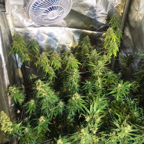 Gorilla Glue #4 growlog timeline photo