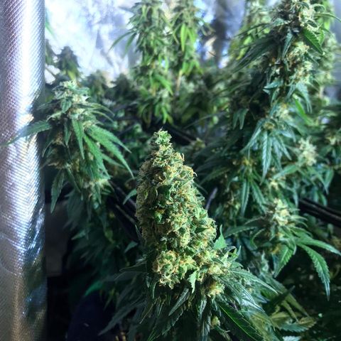 Gorilla Glue #4 growlog timeline photo