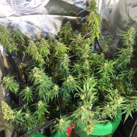Gorilla Glue #4 growlog timeline photo