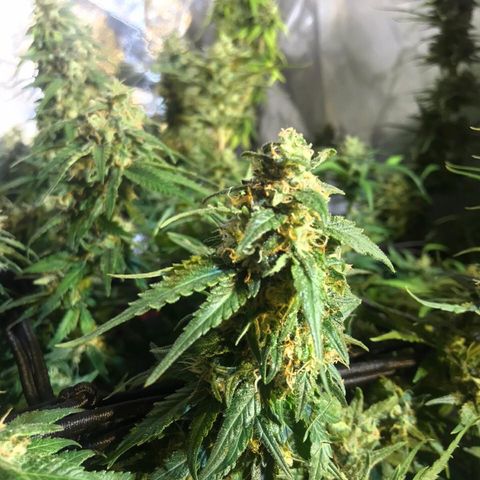 Gorilla Glue #4 growlog timeline photo